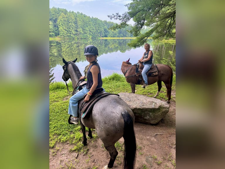 American Quarter Horse Wałach 9 lat 147 cm Karodereszowata in New Holland