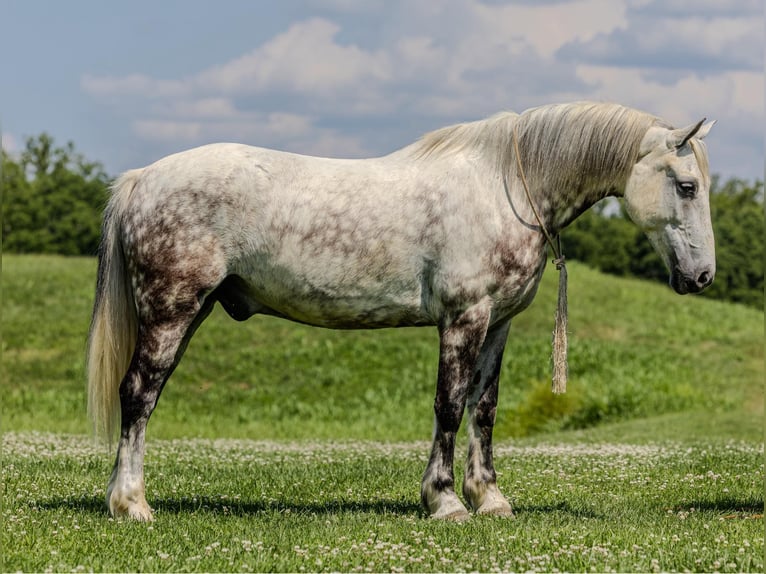 American Quarter Horse Wałach 9 lat 147 cm Siwa in Ewing Ky