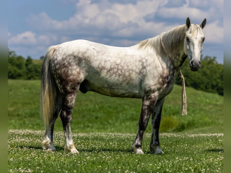 American Quarter Horse Wałach 9 lat 147 cm Siwa in Ewing Ky