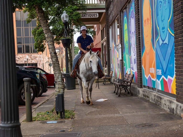 American Quarter Horse Wałach 9 lat 147 cm Siwa in Rusk TX