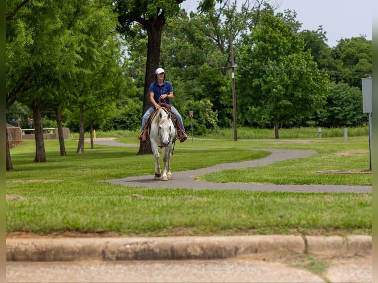 American Quarter Horse Wałach 9 lat 147 cm Siwa in Rusk TX