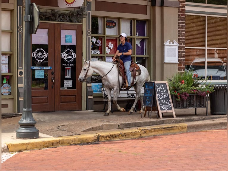 American Quarter Horse Wałach 9 lat 147 cm Siwa in Rusk TX