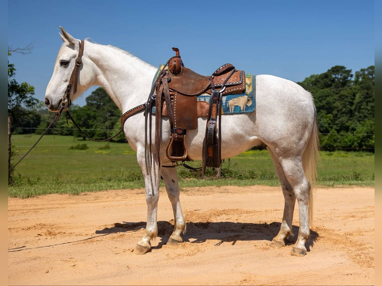 American Quarter Horse Wałach 9 lat 147 cm Siwa in Rusk TX