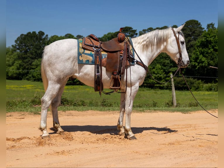American Quarter Horse Wałach 9 lat 147 cm Siwa in Rusk TX