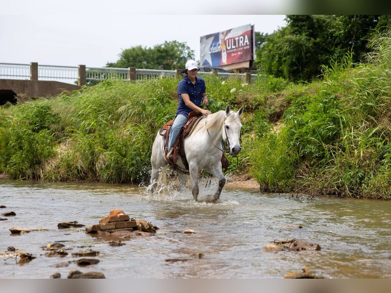 American Quarter Horse Wałach 9 lat 147 cm Siwa in Rusk TX