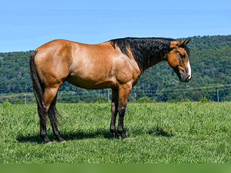 American Quarter Horse Wałach 9 lat 150 cm Bułana in Rebersburg