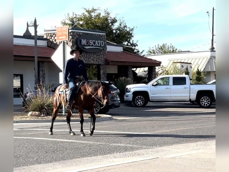 American Quarter Horse Wałach 9 lat 150 cm Gniadodereszowata in Camp Verde AZ