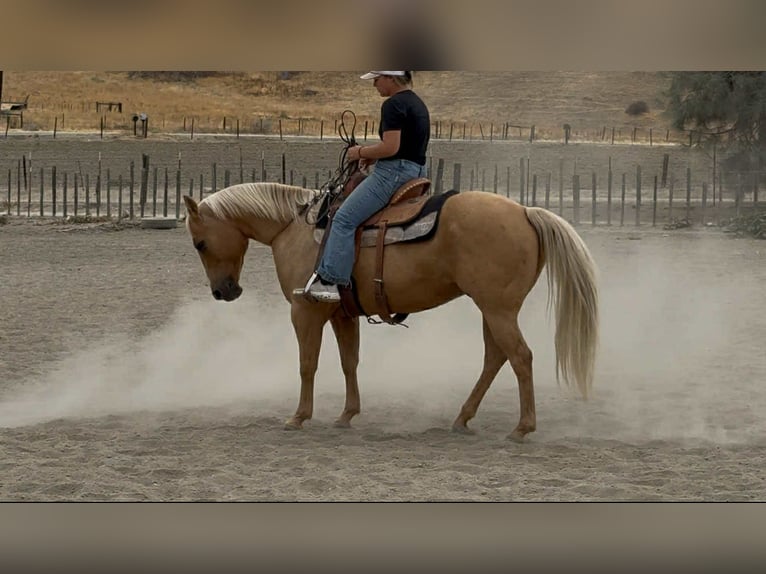 American Quarter Horse Wałach 9 lat 150 cm Izabelowata in King City