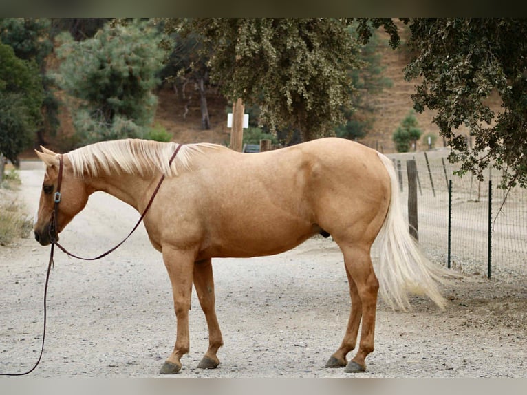 American Quarter Horse Wałach 9 lat 150 cm Izabelowata in King City