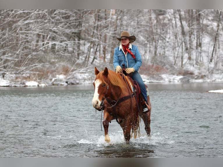 American Quarter Horse Wałach 9 lat 150 cm Kasztanowatodereszowata in Clarion