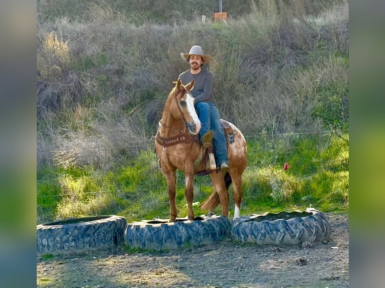 American Quarter Horse Wałach 9 lat 150 cm Kasztanowatodereszowata in Paicines, CA
