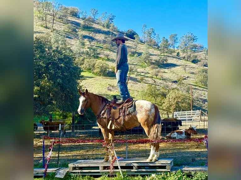 American Quarter Horse Wałach 9 lat 150 cm Kasztanowatodereszowata in Paicines, CA