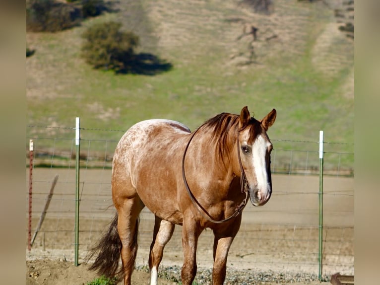 American Quarter Horse Wałach 9 lat 150 cm Kasztanowatodereszowata in Paicines, CA