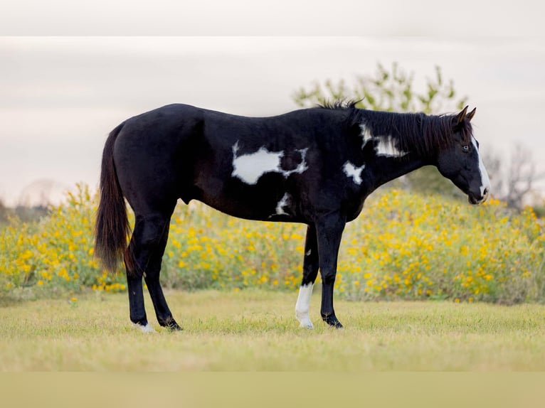 American Quarter Horse Wałach 9 lat 150 cm Overo wszelkich maści in Weatherford TX