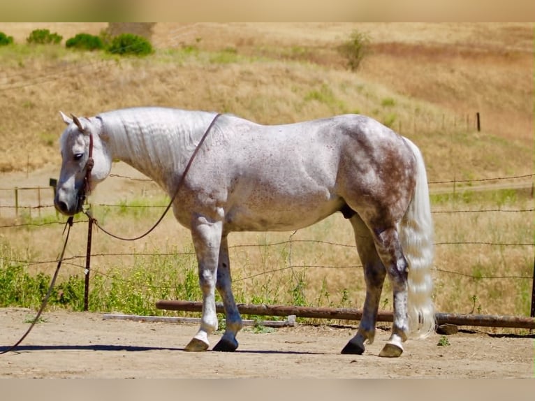 American Quarter Horse Wałach 9 lat 150 cm Siwa in Tres Pinos