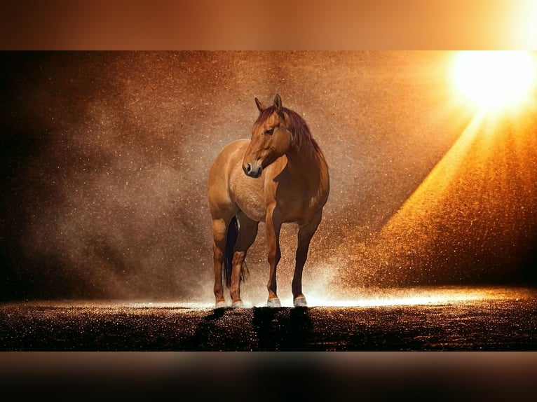 American Quarter Horse Wałach 9 lat 151 cm Bułana in Kerken