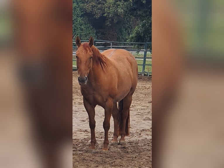 American Quarter Horse Wałach 9 lat 151 cm Bułana in Kerken