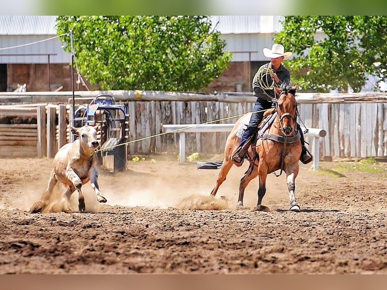 American Quarter Horse Wałach 9 lat 152 cm Bułana in Rexburg, ID