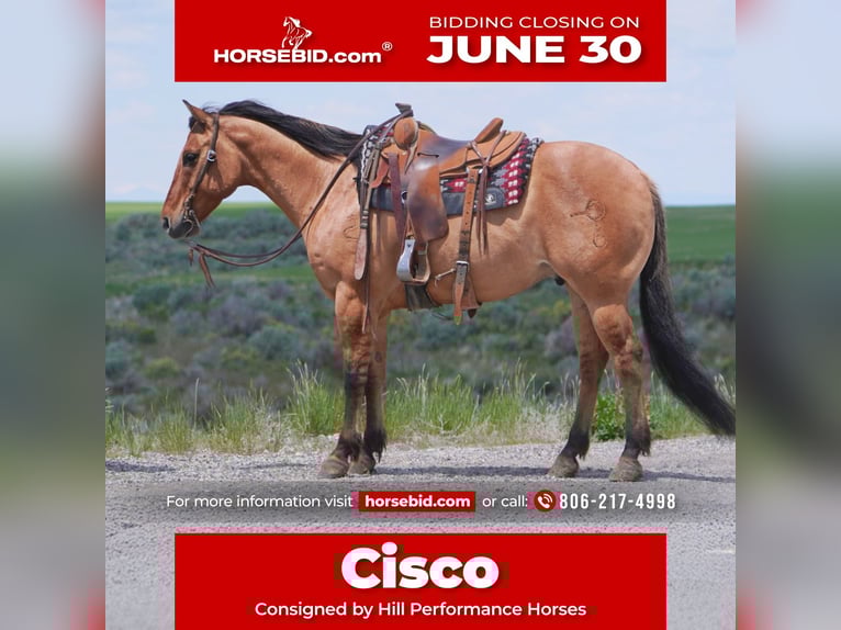 American Quarter Horse Wałach 9 lat 152 cm Bułana in Rexburg, ID