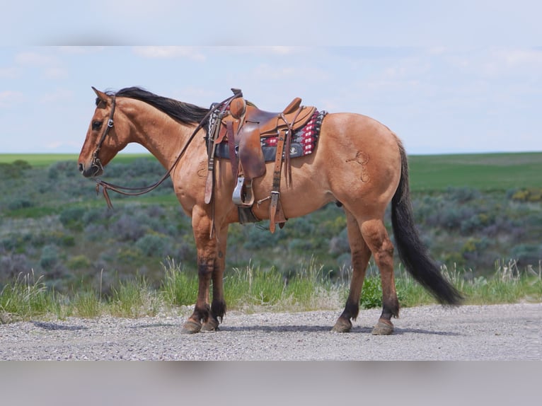 American Quarter Horse Wałach 9 lat 152 cm Bułana in Rexburg, ID