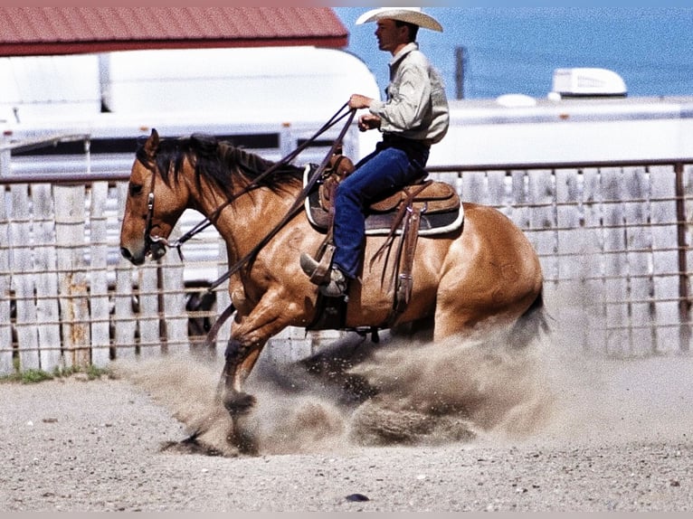 American Quarter Horse Wałach 9 lat 152 cm Bułana in Rexburg, ID