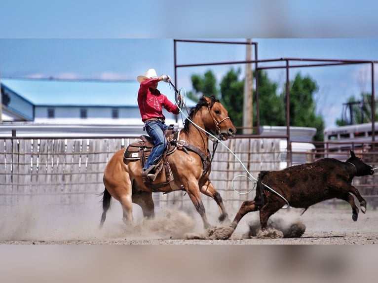 American Quarter Horse Wałach 9 lat 152 cm Bułana in Rexburg, ID