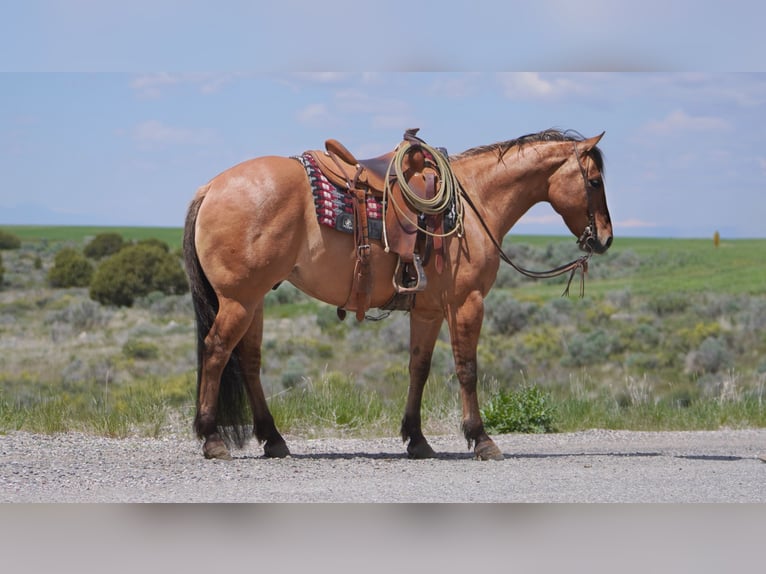 American Quarter Horse Wałach 9 lat 152 cm Bułana in Rexburg, ID