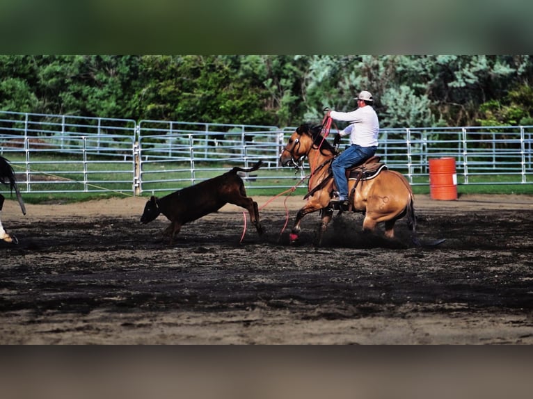 American Quarter Horse Wałach 9 lat 152 cm Bułana in Rexburg, ID