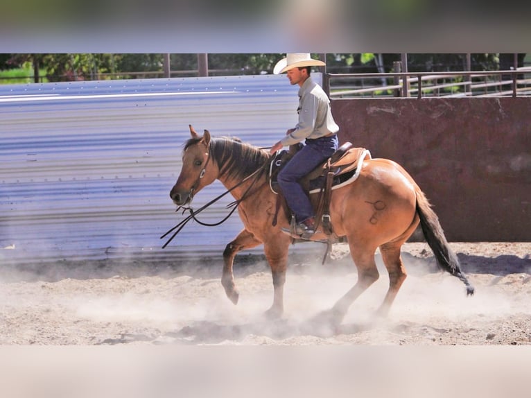 American Quarter Horse Wałach 9 lat 152 cm Bułana in Rexburg, ID