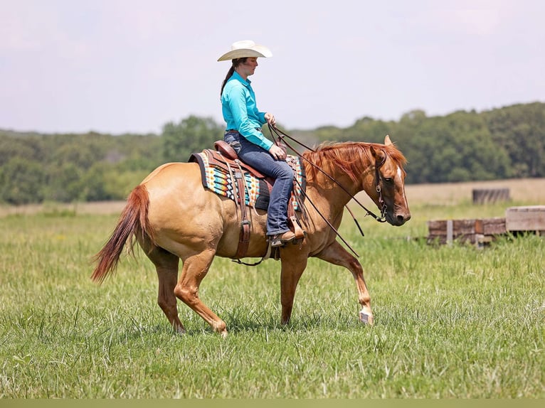American Quarter Horse Wałach 9 lat 152 cm Bułana in Adair OK