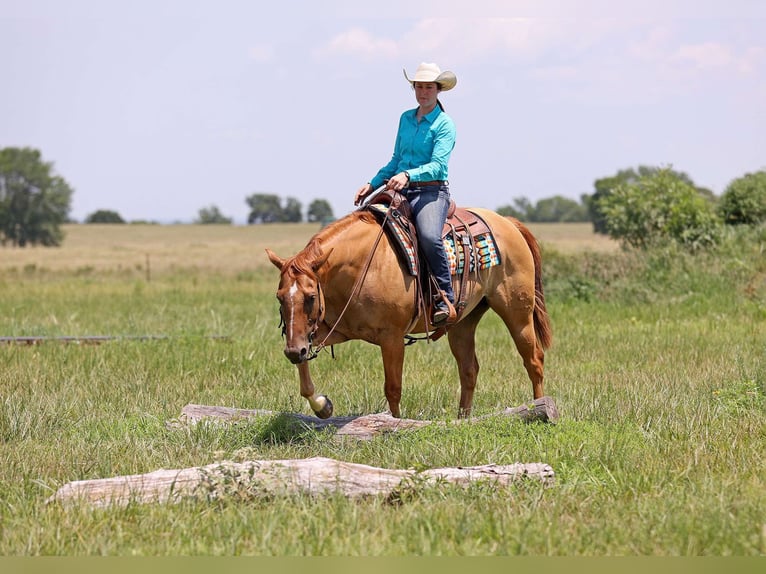 American Quarter Horse Wałach 9 lat 152 cm Bułana in Adair OK