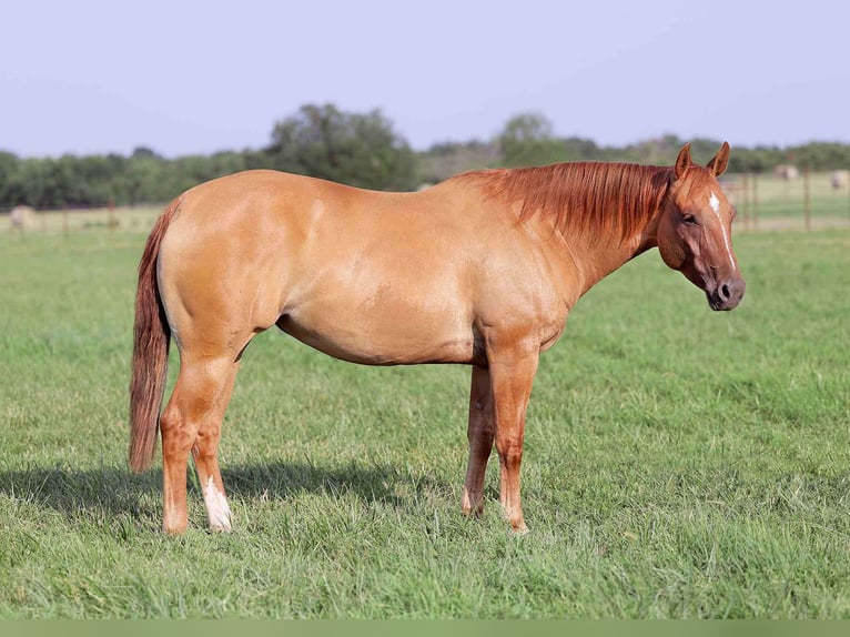 American Quarter Horse Wałach 9 lat 152 cm Bułana in Adair OK