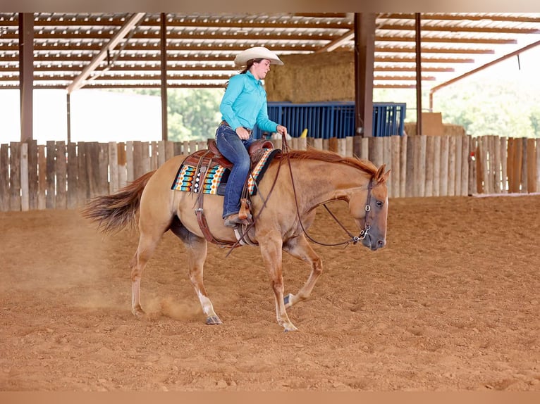 American Quarter Horse Wałach 9 lat 152 cm Bułana in Adair OK