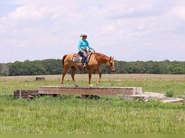 American Quarter Horse Wałach 9 lat 152 cm Bułana in Adair OK
