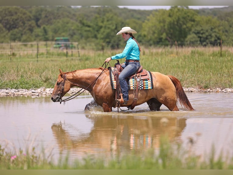 American Quarter Horse Wałach 9 lat 152 cm Bułana in Adair OK