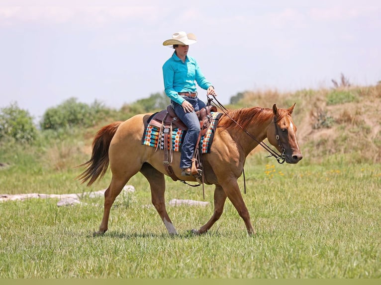 American Quarter Horse Wałach 9 lat 152 cm Bułana in Adair OK