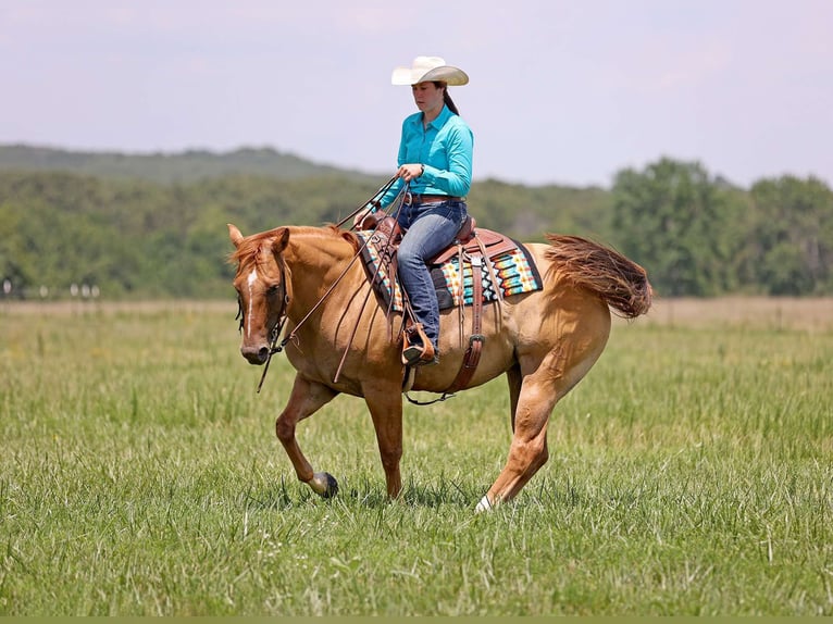 American Quarter Horse Wałach 9 lat 152 cm Bułana in Adair OK