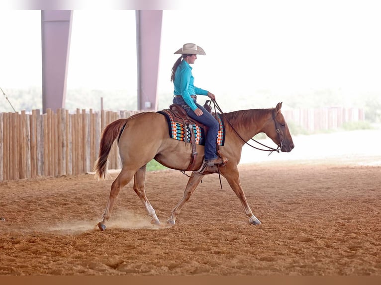 American Quarter Horse Wałach 9 lat 152 cm Bułana in Adair OK