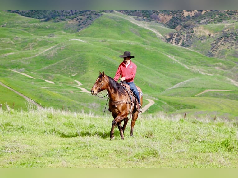 American Quarter Horse Wałach 9 lat 152 cm Bułana in Paicines CA