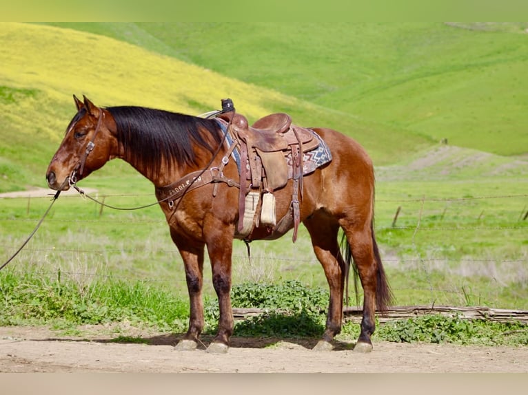 American Quarter Horse Wałach 9 lat 152 cm Bułana in Paicines CA