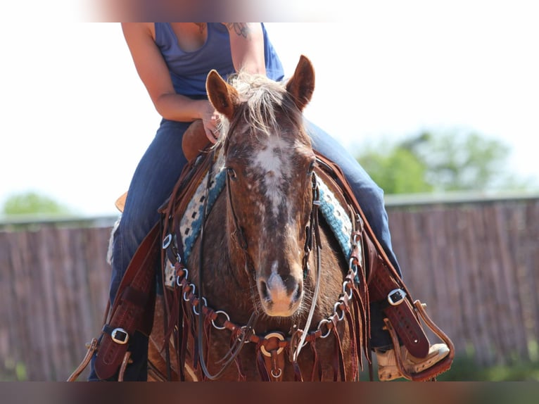 American Quarter Horse Wałach 9 lat 152 cm Ciemnokasztanowata in Lipan Tx