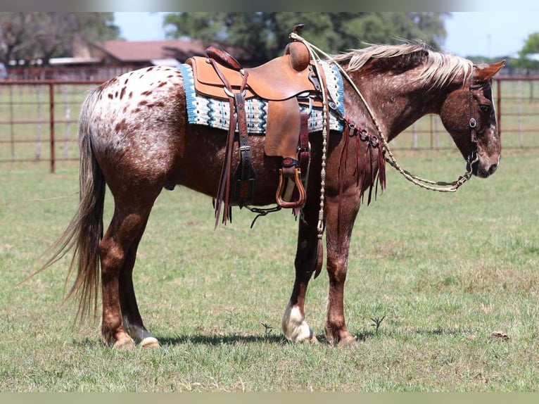 American Quarter Horse Wałach 9 lat 152 cm Ciemnokasztanowata in Lipan Tx