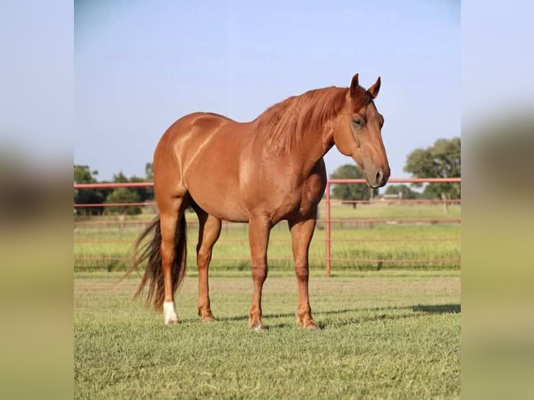 American Quarter Horse Wałach 9 lat 152 cm Cisawa in Grand Saline, TX