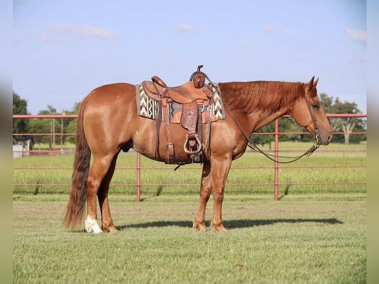 American Quarter Horse Wałach 9 lat 152 cm Cisawa in Grand Saline, TX