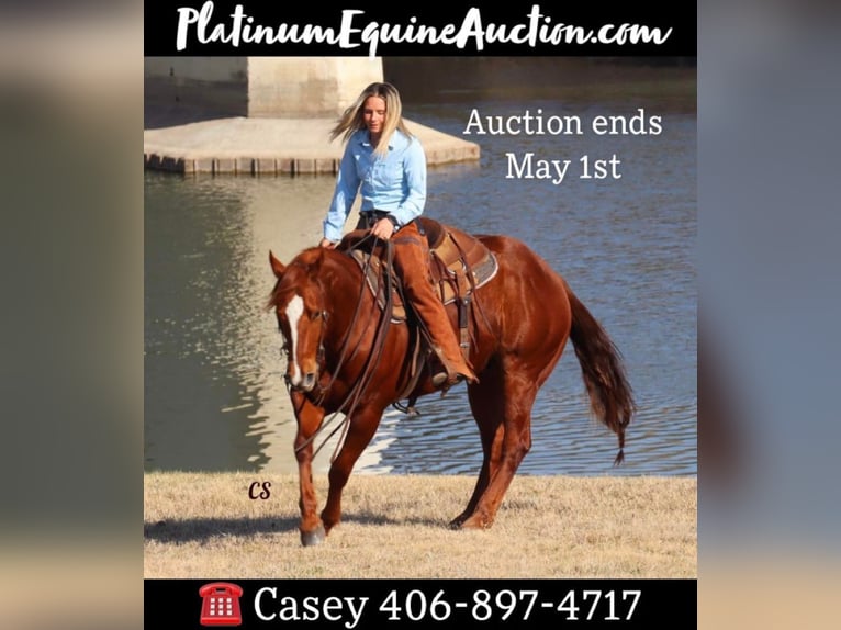 American Quarter Horse Wałach 9 lat 152 cm Cisawa in Jackson TX