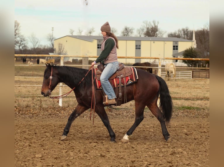 American Quarter Horse Wałach 9 lat 152 cm Gniada in Baxter Springs