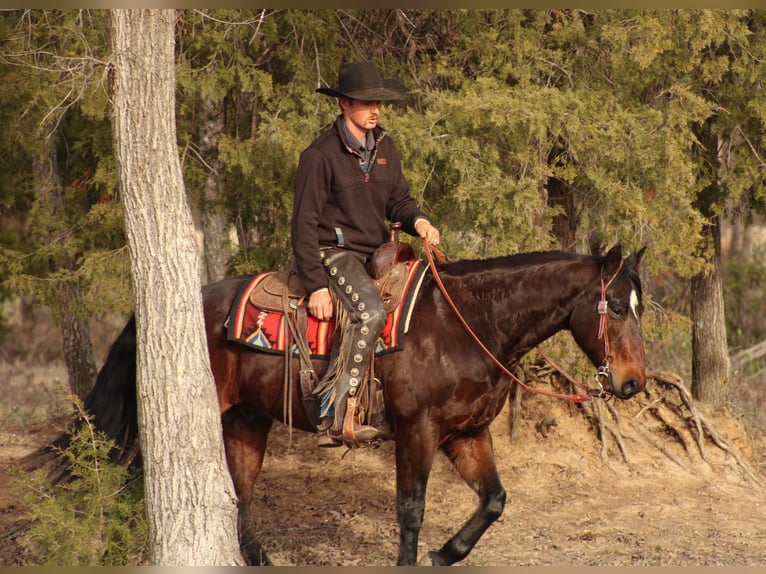 American Quarter Horse Wałach 9 lat 152 cm Gniada in Baxter Springs