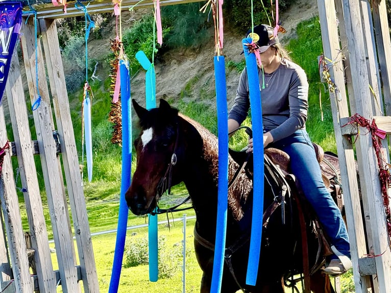 American Quarter Horse Wałach 9 lat 152 cm Gniada in King City