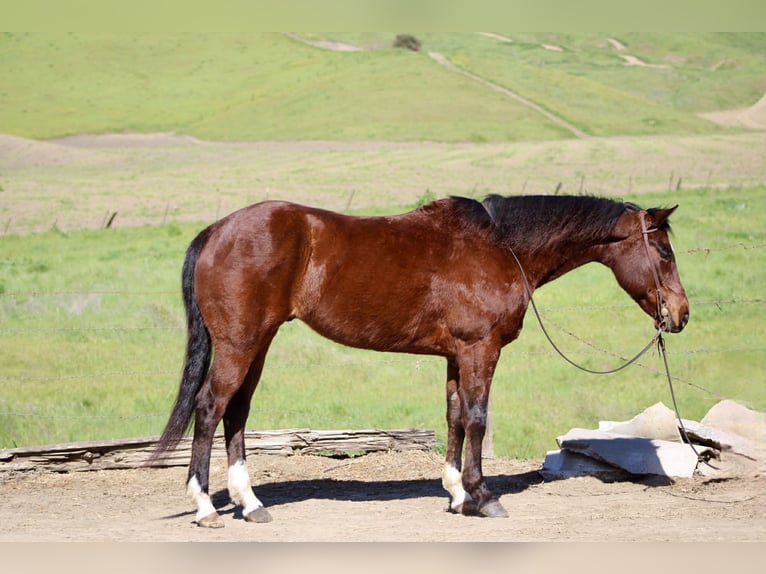 American Quarter Horse Wałach 9 lat 152 cm Gniada in King City