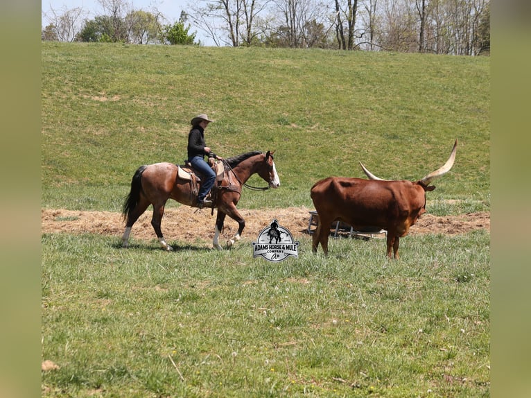 American Quarter Horse Wałach 9 lat 152 cm Gniada in Mount Vernon